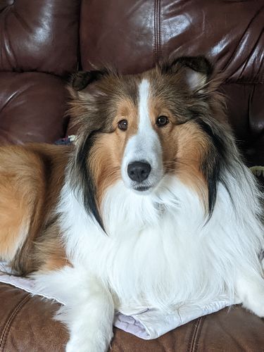 Customer photo review of BarkWise™ Complete