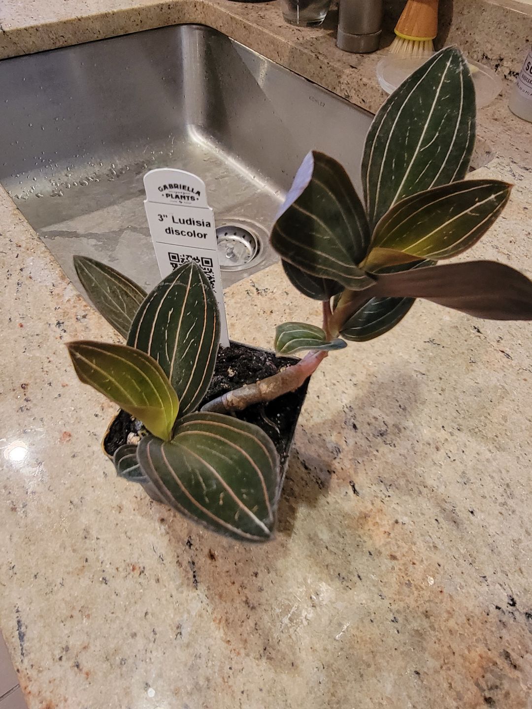 Customer photo review of 3" Orchid Ludisia discolor