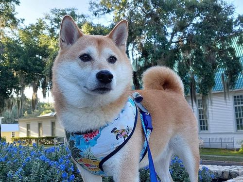 Customer photo review of Tropical beach dog harness vest