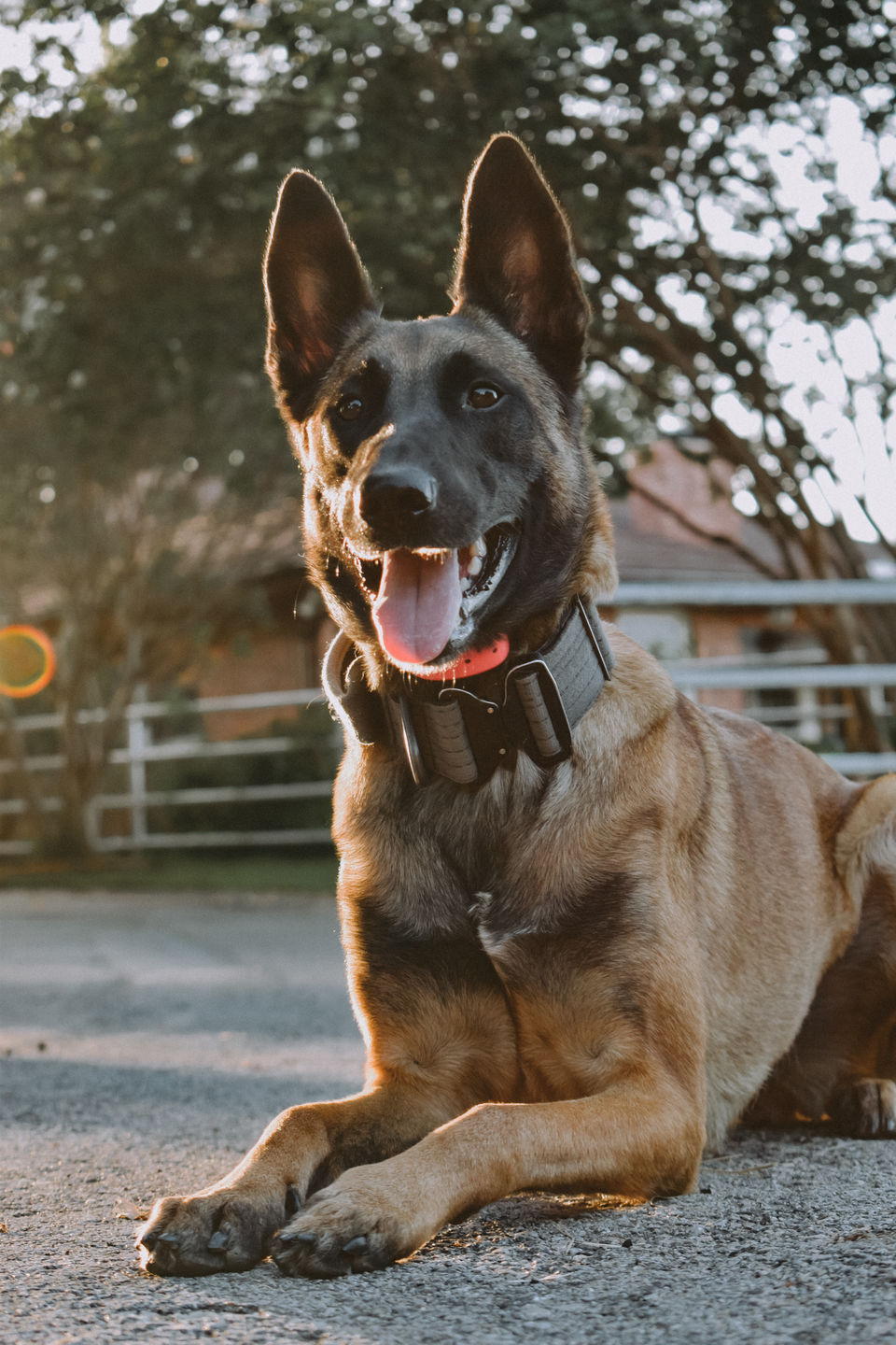 Customer photo review of GOLDEN HOUR II LIGHTROOM PRESETS