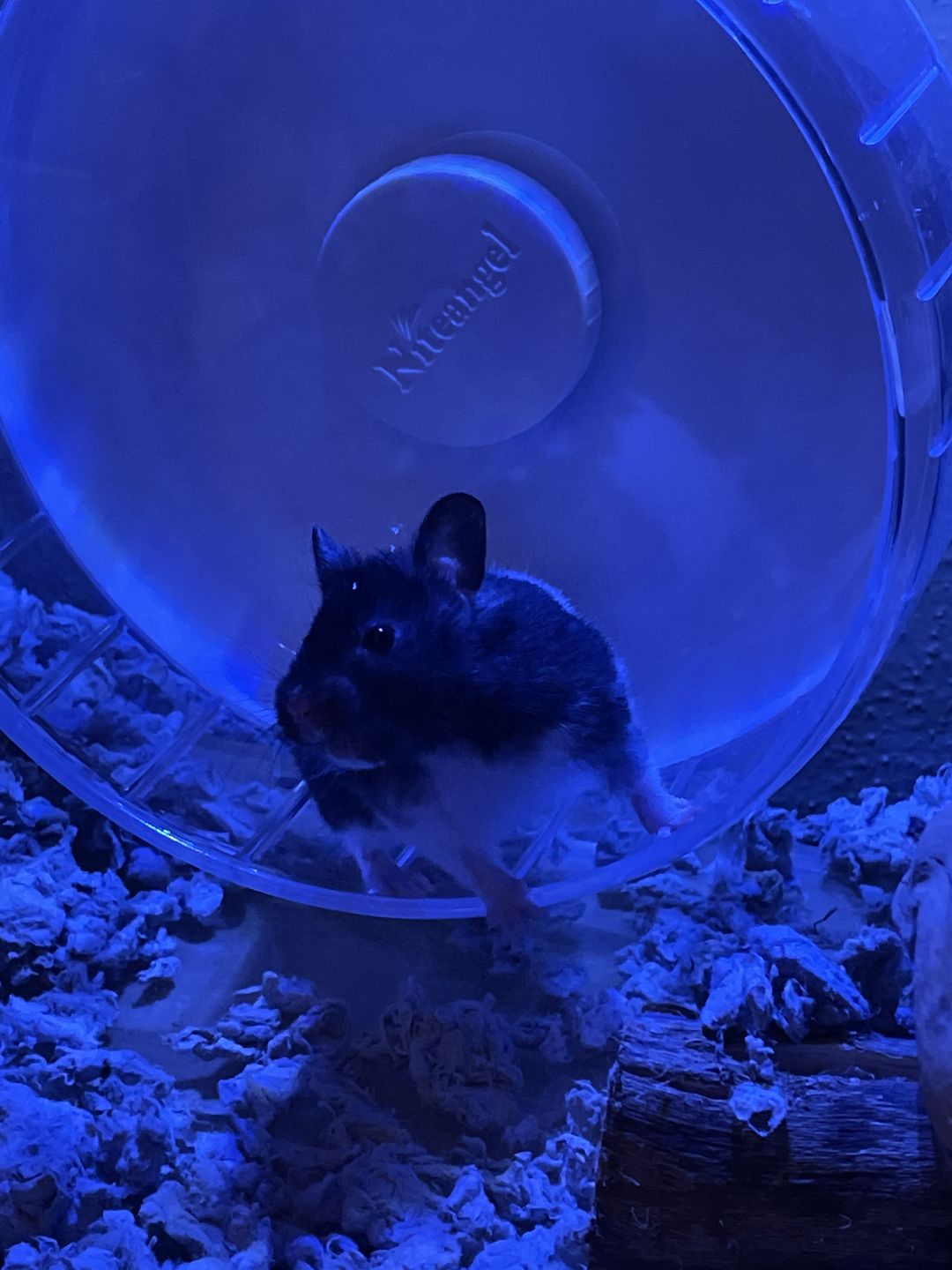 Customer photo review of Niteangel Super-Silent Hamster Exercise Wheels - 8.2 inches