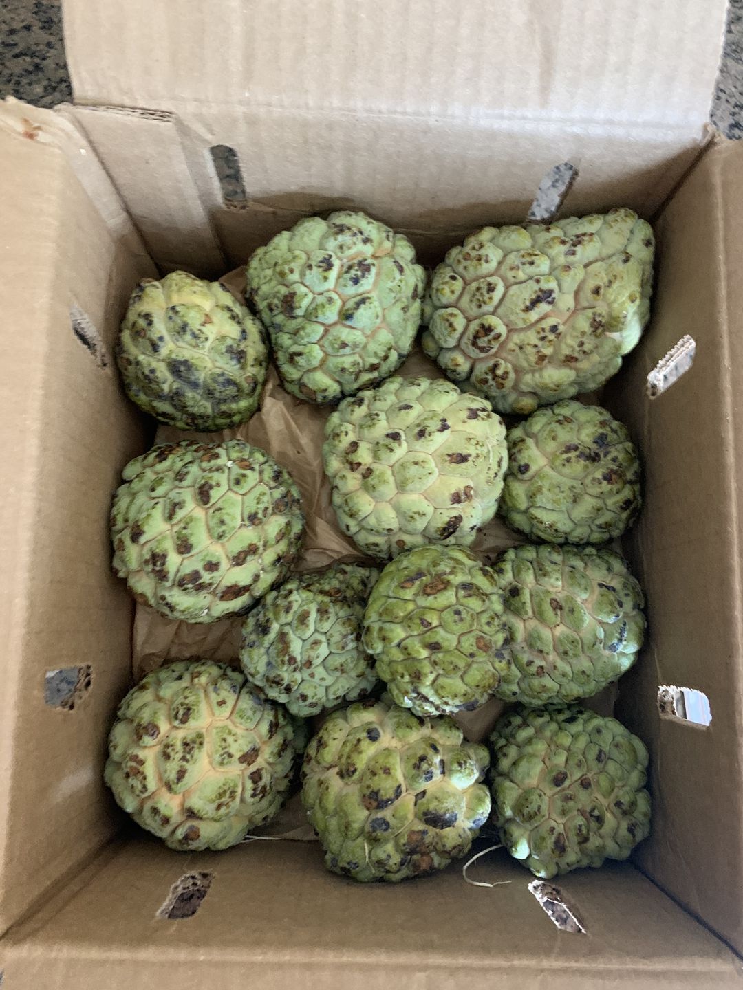 Customer photo review of Sugar Apple (Sweetsop)