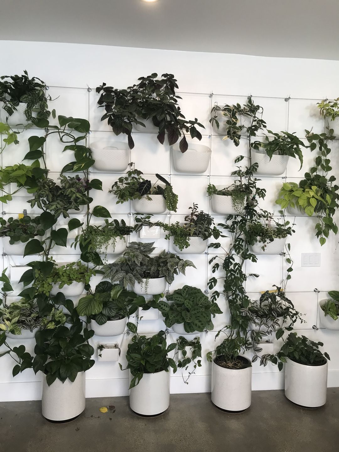 Customer photo review of Eco White Wall Planter