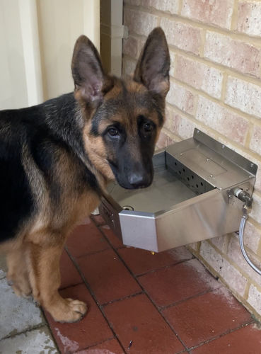 Customer photo review of Pet Rehydration Station
