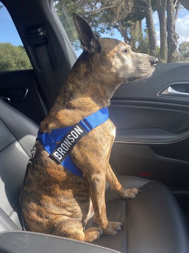 Customer photo review of Custom Name Patch For Dog Harness