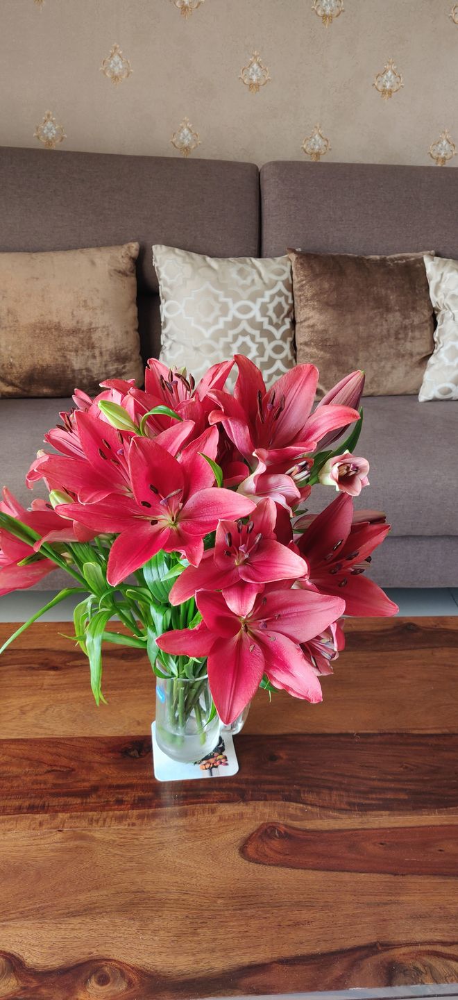Customer photo review of Asiatic Lily