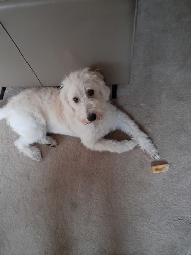 Customer photo review of Everest Dog Yak Chews