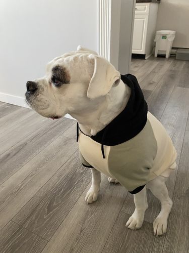 Customer photo review of Olive Cream Dog Hoodie