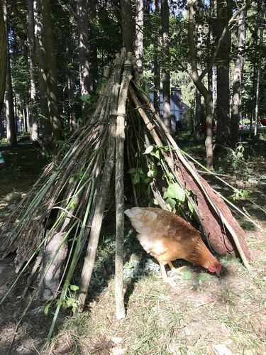 Customer photo review of GrubTerra Dried Larvae