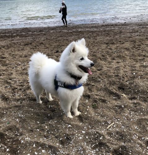 Customer photo review of DF Co. Classic Blue Dog Harness