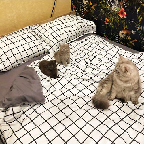 Customer photo review of Grid Bedding Set