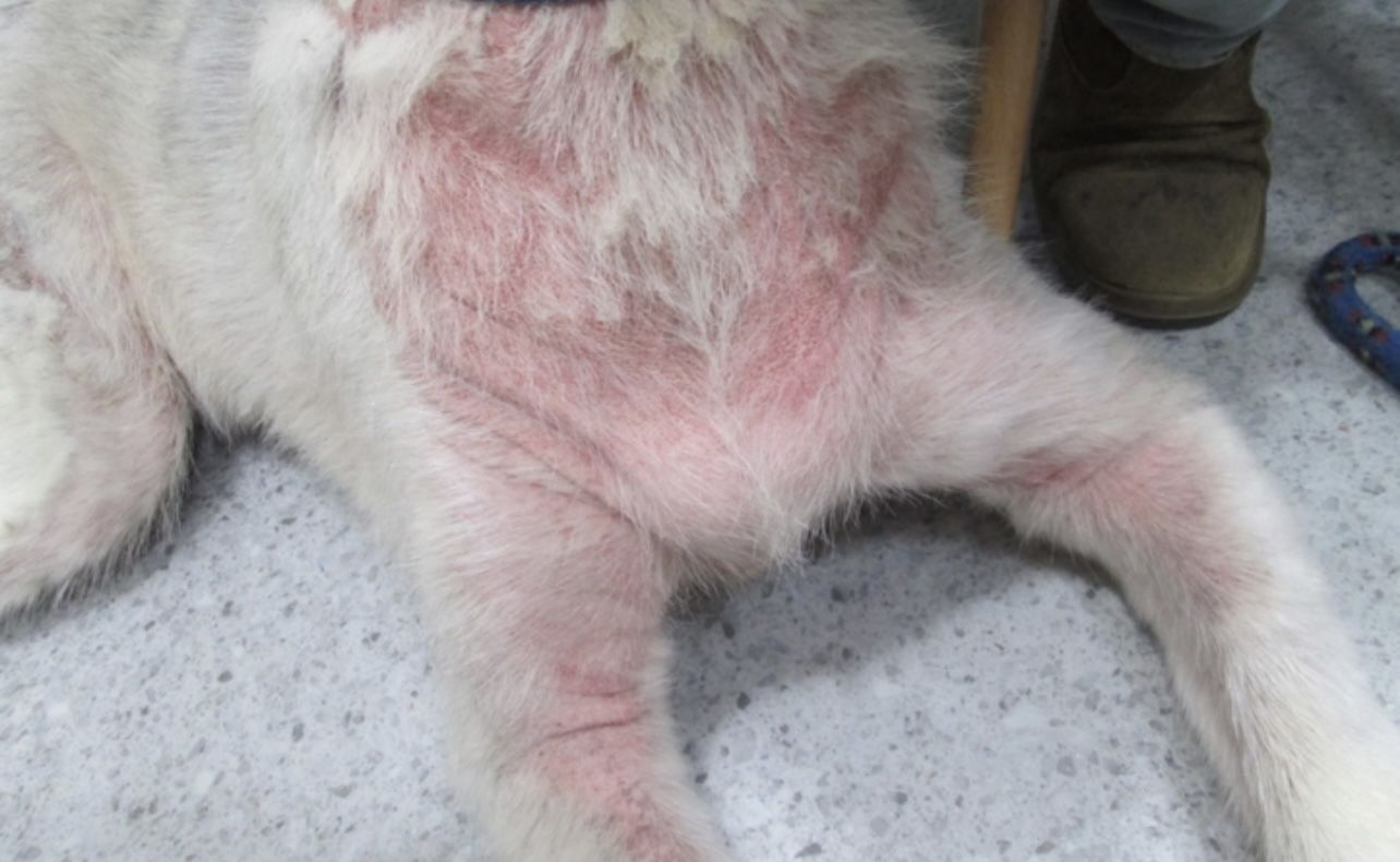 Customer photo review of Dog Skin Rescue Bundle Pack