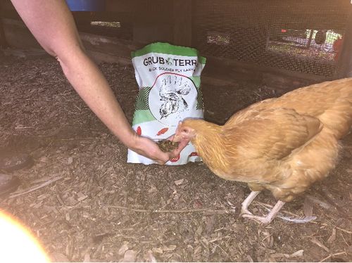 Customer photo review of GrubTerra Dried Larvae