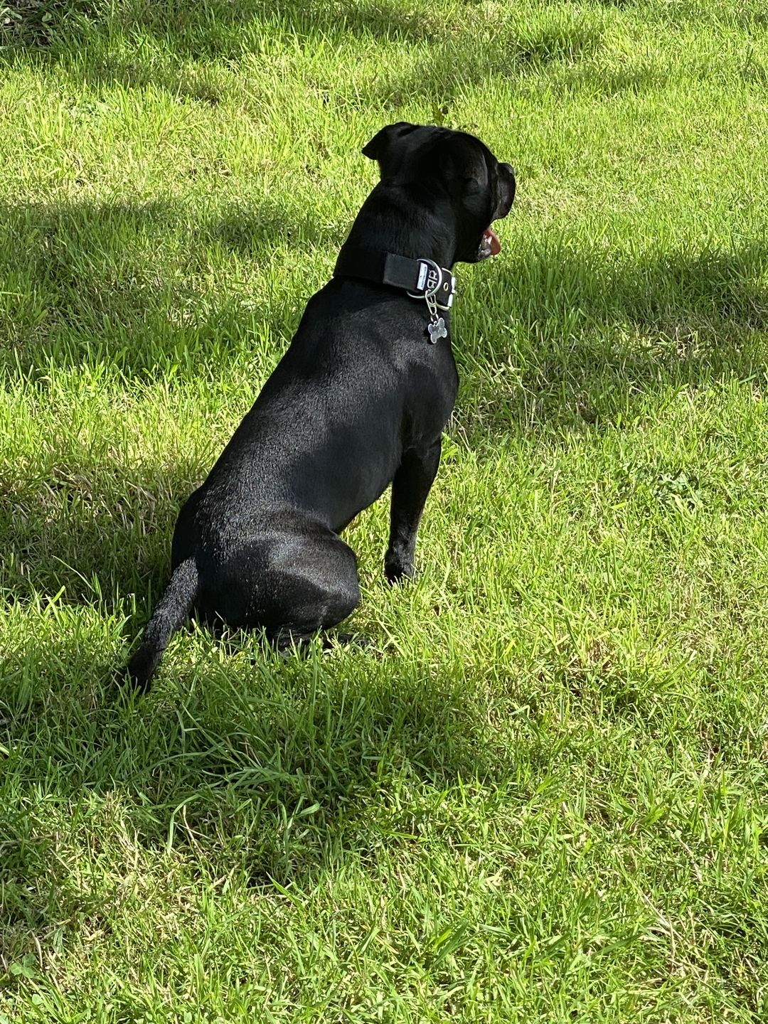 Customer photo review of 4cm Nylon Dog Collar - Black v2.0