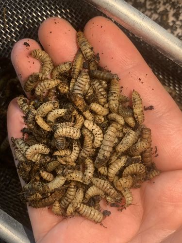 Customer photo review of GrubTerra Fresh Black Soldier Fly Larvae for Reptiles