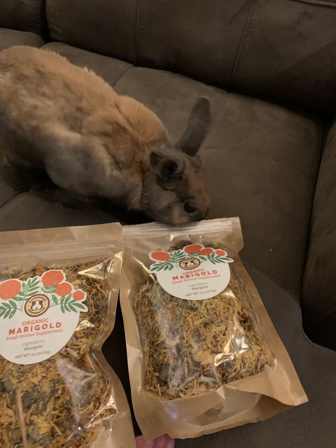 Customer photo review of GuineaDad Nourish Series - Herbal Supplement
