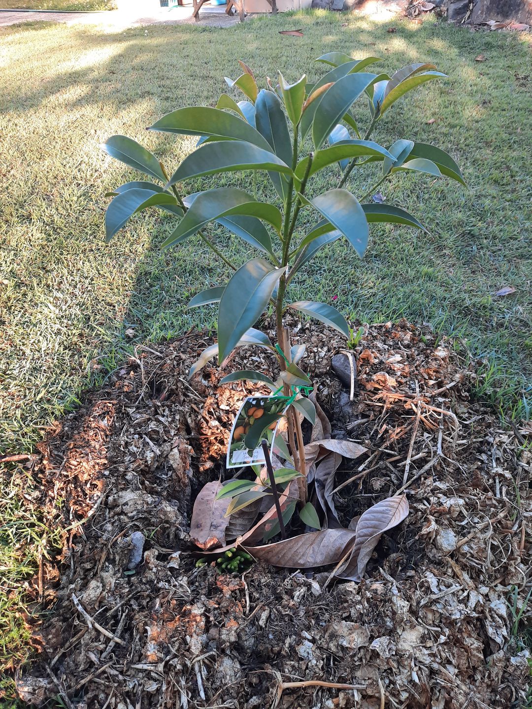 Customer photo review of Sapodilla / Chicku
