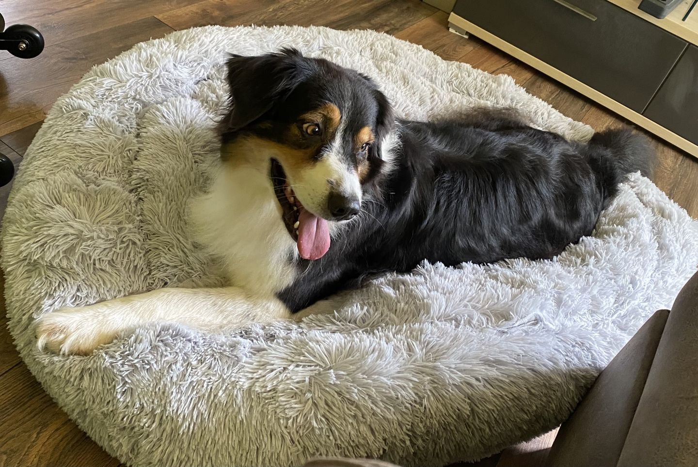 Customer photo review of Hunde Trinkflasche inkl. Futterbehälter