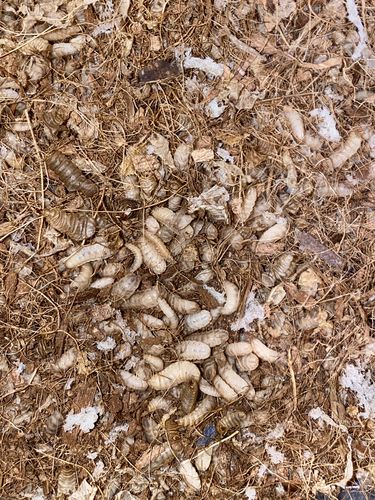Customer photo review of GrubTerra Fresh Black Soldier Fly Larvae for Reptiles
