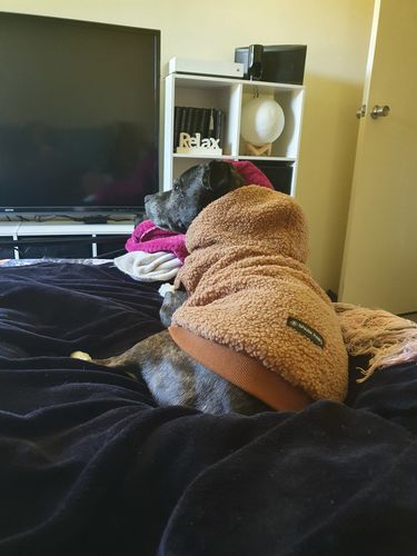 Customer photo review of Teddy Sherpa Jacket - Brown