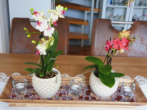 Customer photo review of Table Dance - Sunny mit gelben Blüten und 3+ Blütenrispen