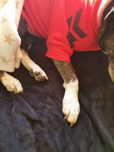 Customer photo review of "WOOF" Dog Hoodie - Red