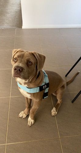 Customer photo review of DF Co. Dog Lovers Pack