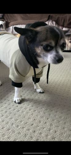 Customer photo review of Olive Cream Dog Hoodie