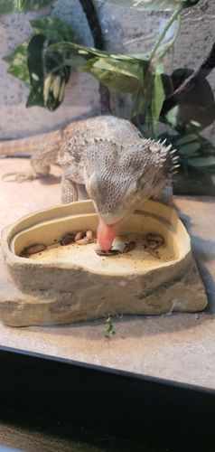 Customer photo review of GrubTerra Fresh Black Soldier Fly Larvae for Reptiles