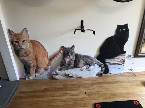 Customer photo review of Custom Life Size Coroplast Cutouts