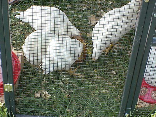 Customer photo review of GrubTerra Dried Larvae