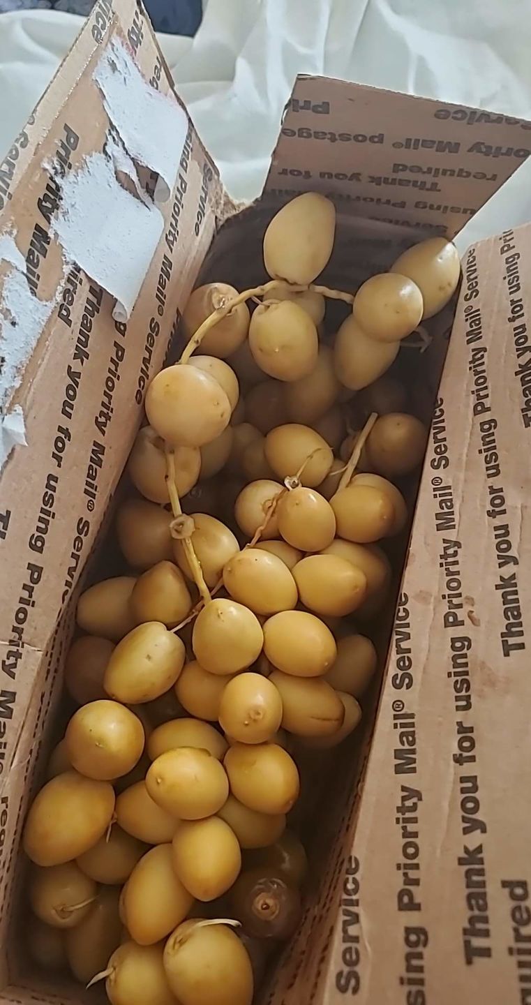 Customer photo review of Yellow Barhi Dates - Khalal Stage