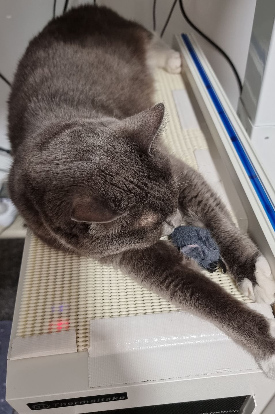 Customer photo review of Felt Mouse Toy for Cats