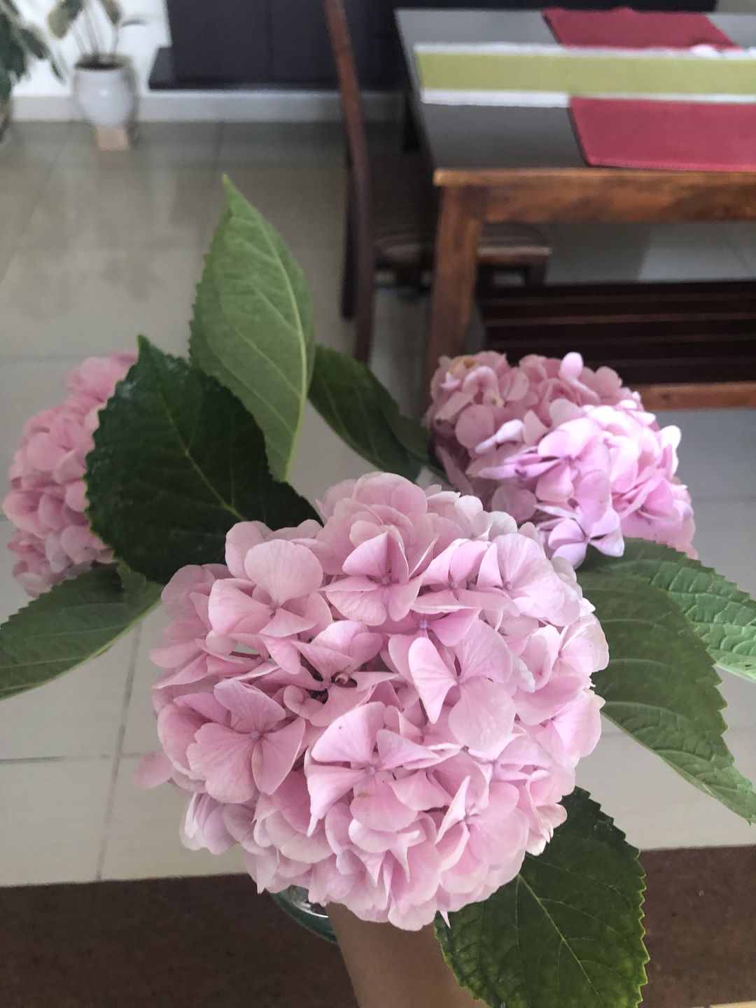 Customer photo review of Hydrangea