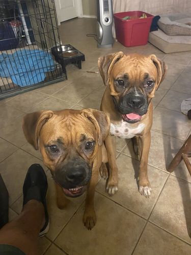 Customer photo review of 6" Braided Gullet Sticks