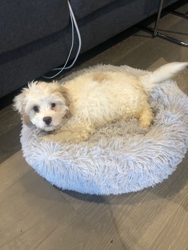 Customer photo review of Calming Dog Bed™ Australia-50% Off Today