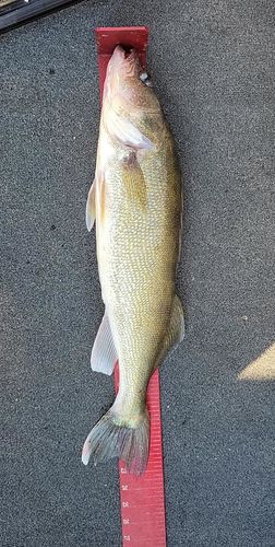 Customer photo review of Walleye/Bass Pre-Built Rod