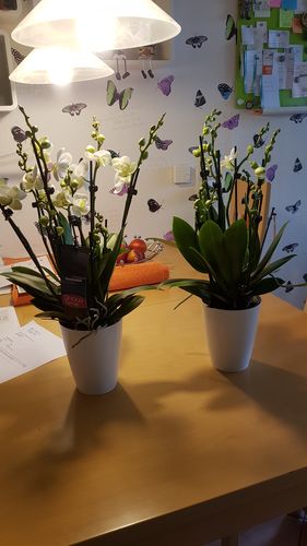 Customer photo review of 6 - 7 rispiges Orchideen 2er Paket + Übertöpfe