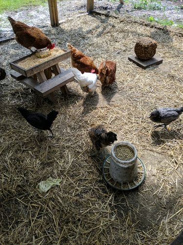 Customer photo review of GrubTerra Dried Larvae