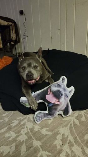 Customer photo review of Create A Custom Dog Pillow