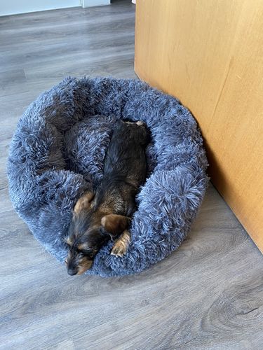 Customer photo review of Puppery Kuschelbett - Das Original