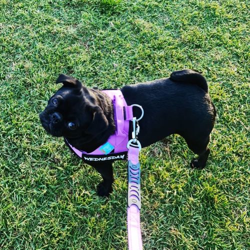mliya dog harness