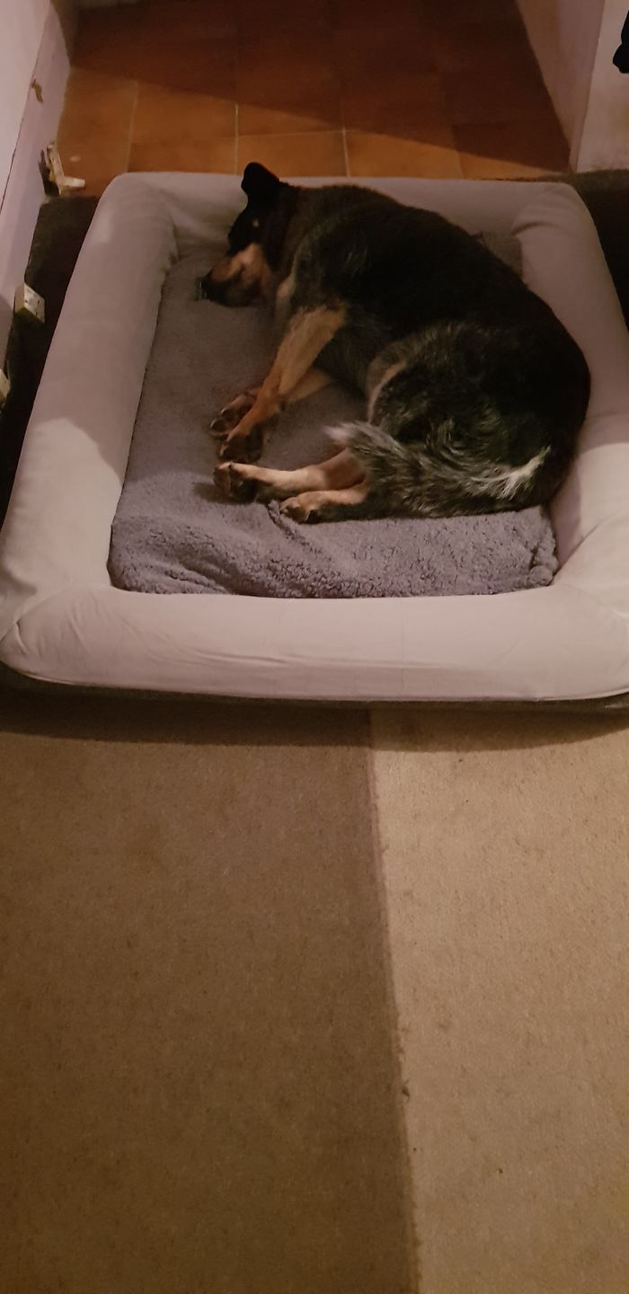 Customer photo review of Winter Cover With Self Heating Mat