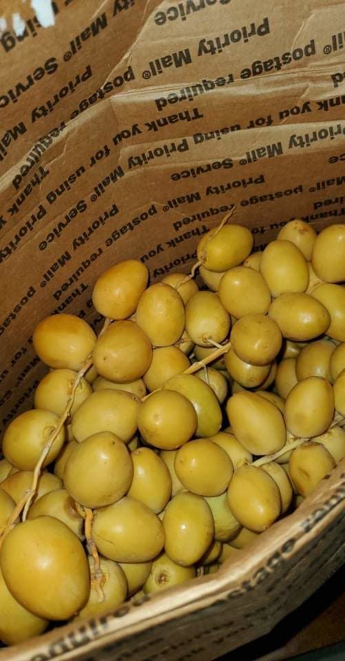 Customer photo review of Khalal Barhi Dates