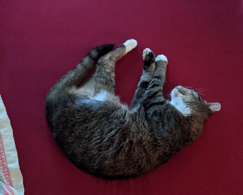 Kundenbewertung mit Foto zu BELISY Bachblüten Globuli für Hunde & Katzen - gegen Juckreiz - 10 g
