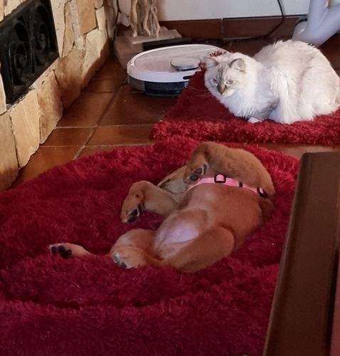 Customer photo review of Cuccia Antistress Per Pelosetti - Super Cucciolo®