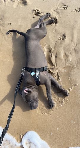 Customer photo review of DF Co. Dog Lovers Pack