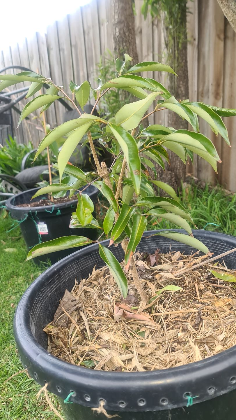 Customer photo review of Semi Dwarf Lychee - Kwai Mai Pink