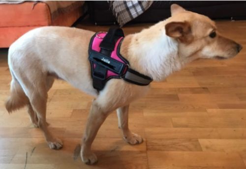 personalised harness dog