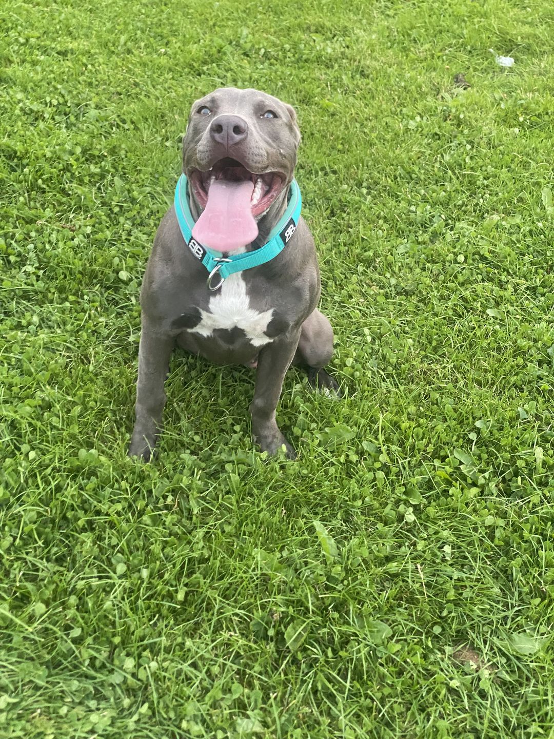 Customer photo review of 4cm RR Collar | Soft Padded & Reflective | Series 2 - Turquoise